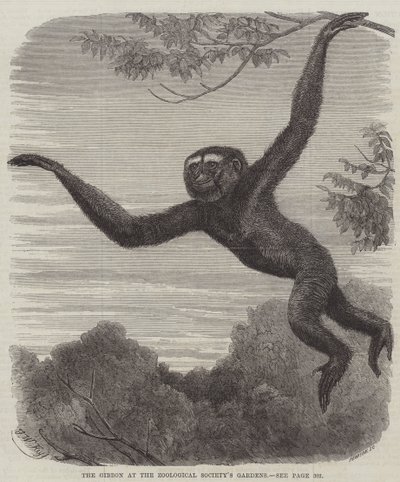 The Gibbon at the Zoological Society